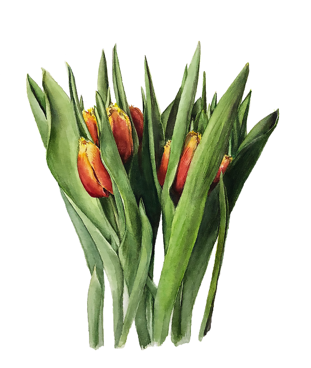 tulips-emerging-by-lisa-maxwell-botanical-artist
